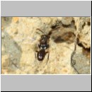 Nomada sheppardana - Wespenbiene w02b 4mm OS-Hasbergen Lehmhuegel det.jpg